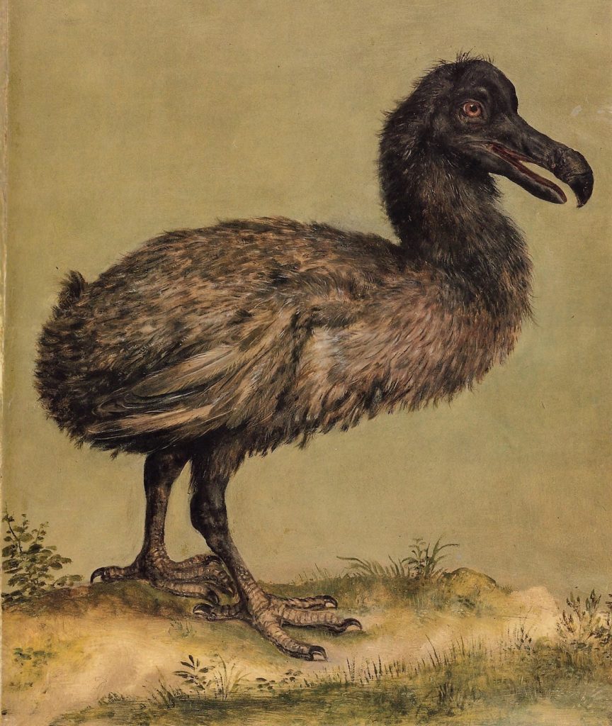 Illustration of a Dodo Bird in the menagerie of Emperor Rudolph II at Prague. 