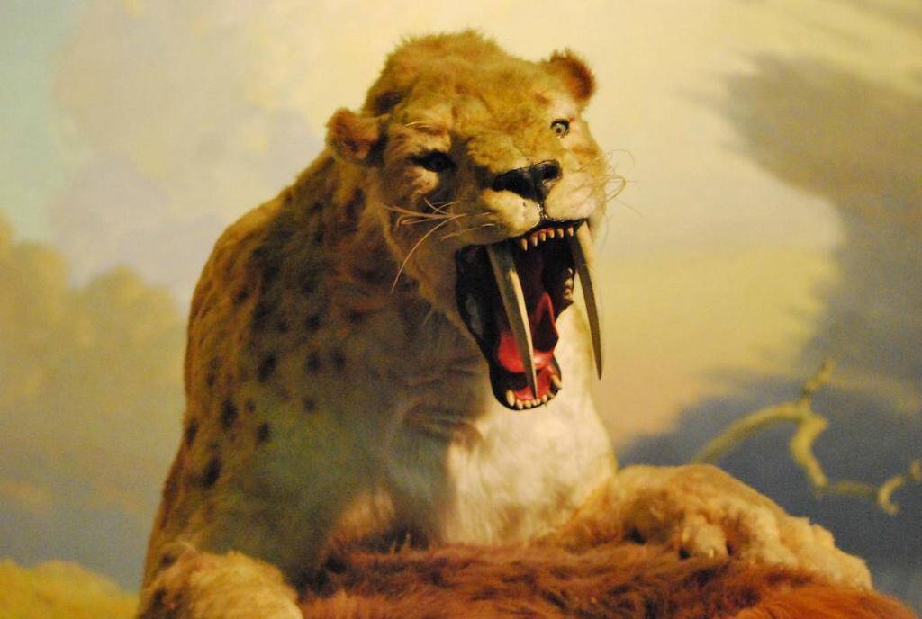 Deveríamos nos preocupar em clonar espécies extintas como o Smilodon ou o Tigre Dente de Sabre? Imagem: Brian Switek.