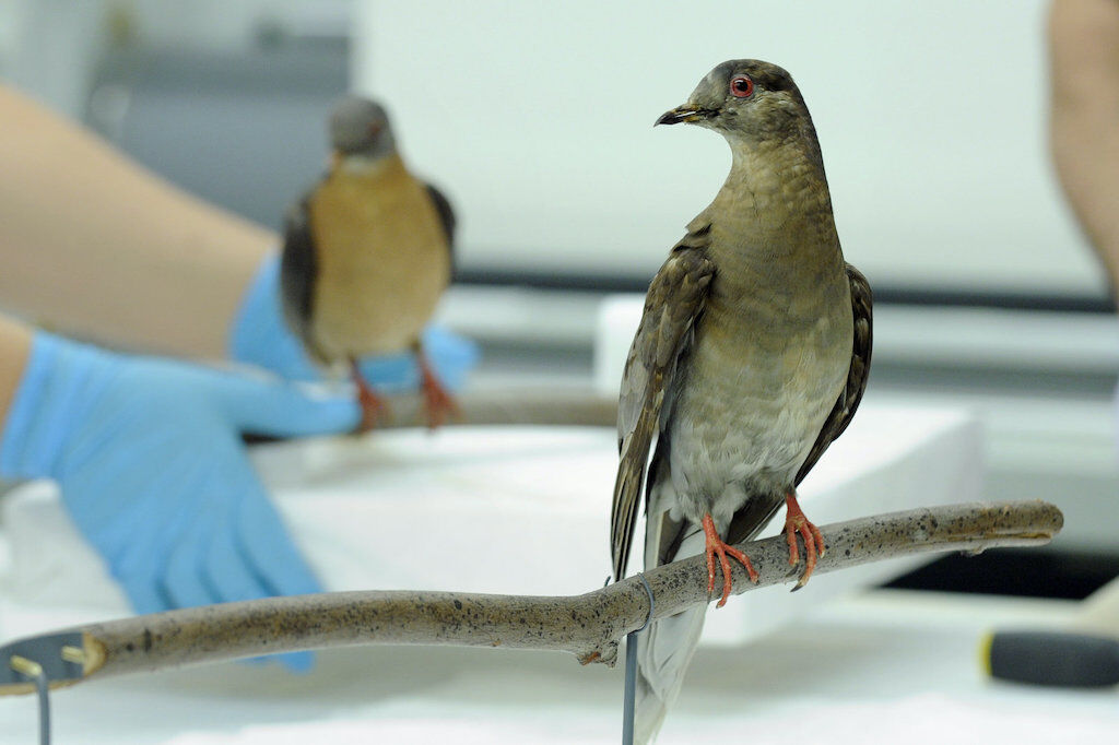 Martha was the last living Passenger Pigeon. It died on 1 September 1914. 