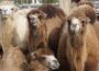 Camelops: ancestral norte-americano de todos os camelos