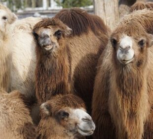 Camelops: Северноамерикански прародител на всички камили