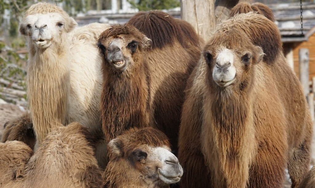 Camelops е северноамериканската камила
