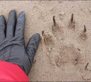 尼古拉·马丁在艾尔郡科伊尔顿附近的海滩上拍摄了一只大猫的巨大脚印。照片来源：www.thesun.co.uk