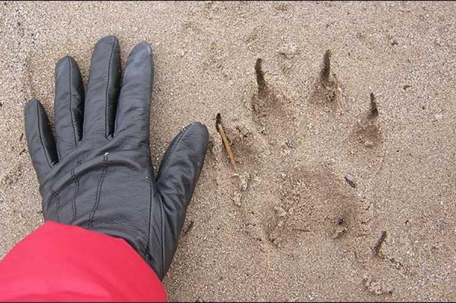Nicola Martin a pris des clichés d'énormes empreintes d'un gros chat sur une plage près de Coylton, dans l'Ayrshire. Crédit photo : www.thesun.co.uk