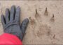 Nicola Martin ha scattato foto di enormi impronte di un grosso felino su una spiaggia vicino a Coylton, nell'Ayrshire. Credito fotografico: www.thesun.co.uk