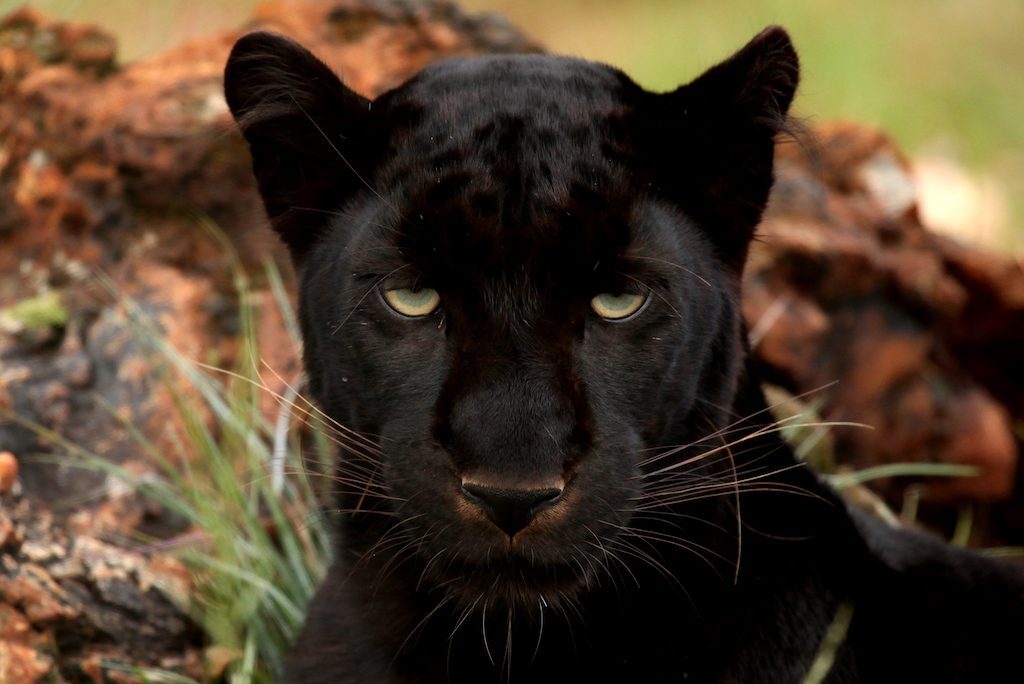 Един вид голяма котка, наблюдавана в Обединеното кралство - черната пантера. Wiki Commons, Руте Мартинс от Leoa's Photography.